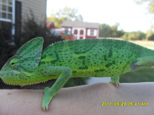 Clair sunning