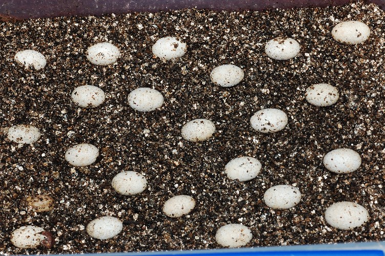 Clutch Of 28 Ambilobe Eggs