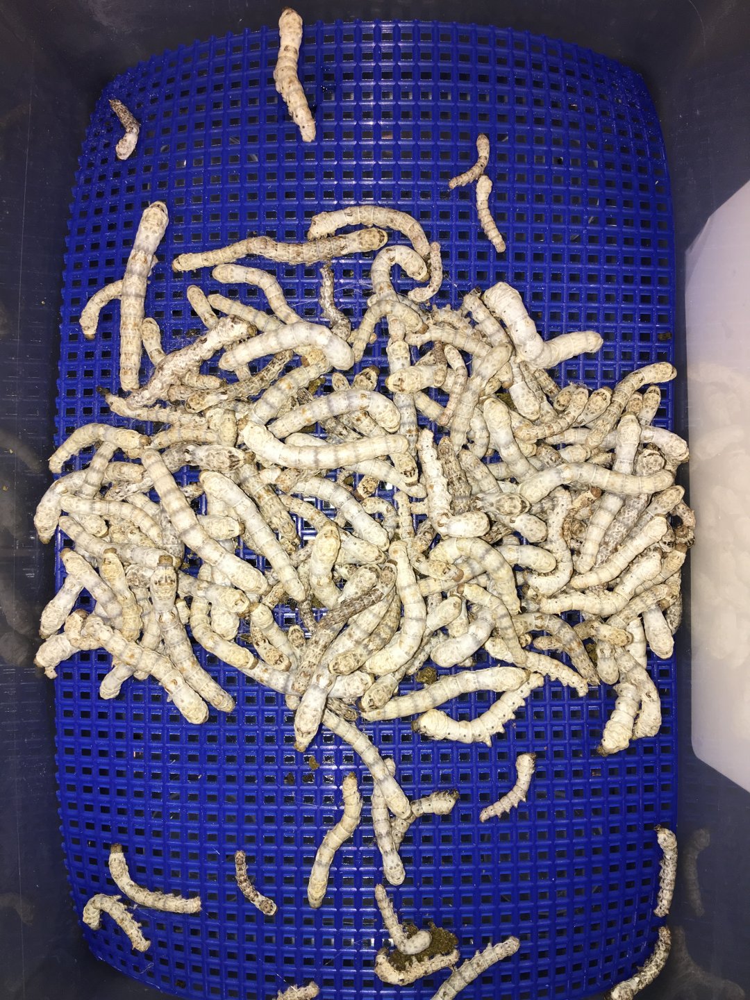 Coastal Silkworms