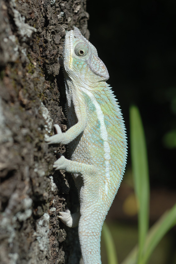 Coco at 6 months climbing oak tree