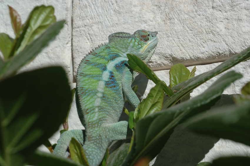 Coco Wall Climbing