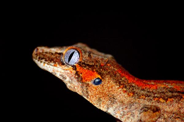 cool gargoyal gecko