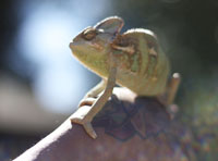 Cool shot of him sitting on my hand catching some rays