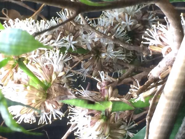 Corn plant bloom cluster  they open in the evening and close in the morning