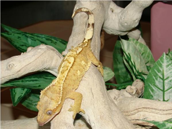 Creamsicle Female Named Lita.