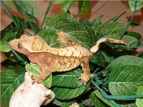 Creamsicle Harlequin Harlequin Female Named Mango.