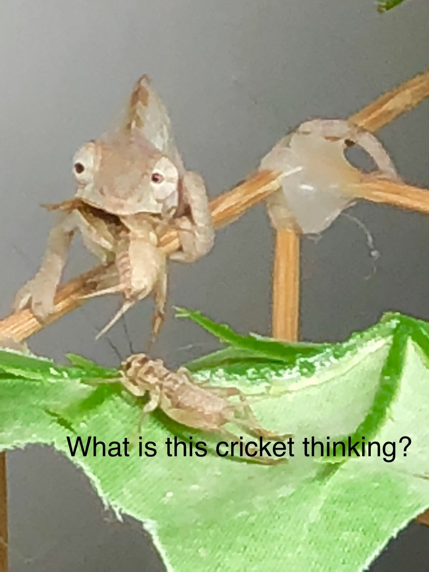 Crickets!