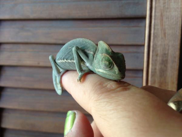 Cutest chameleon ever, he climbed right on my finger and went to sleep.