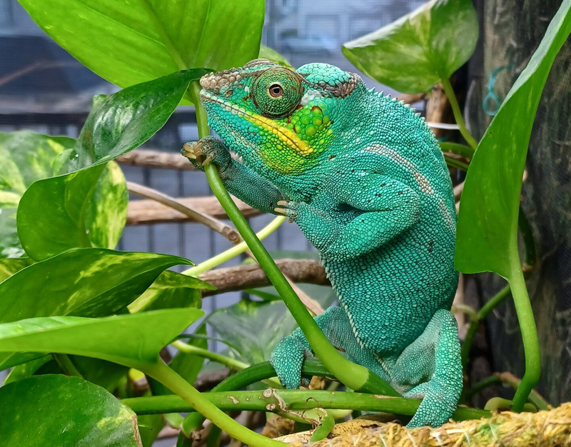 D1 - Panther Chameleon