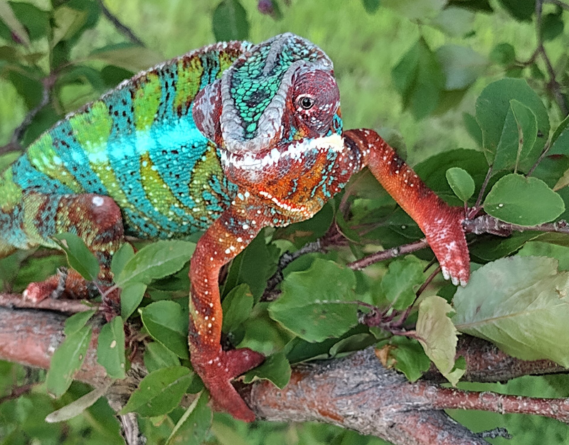 D12 - Panther Chameleon