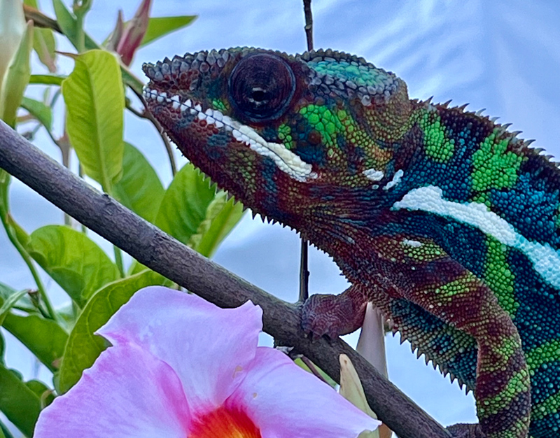 D2 - Panther Chameleon