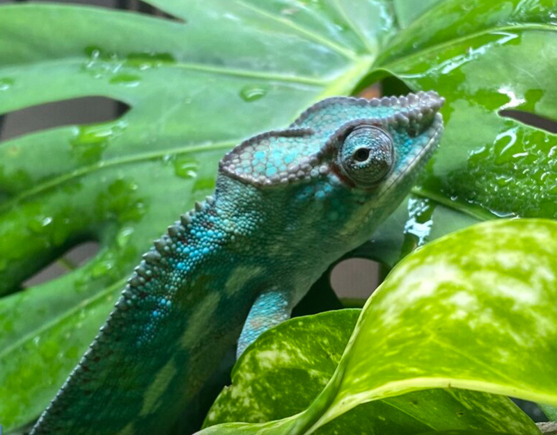 D3 - Panther Chameleon