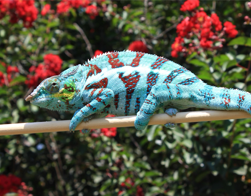 D4 - Panther Chameleon