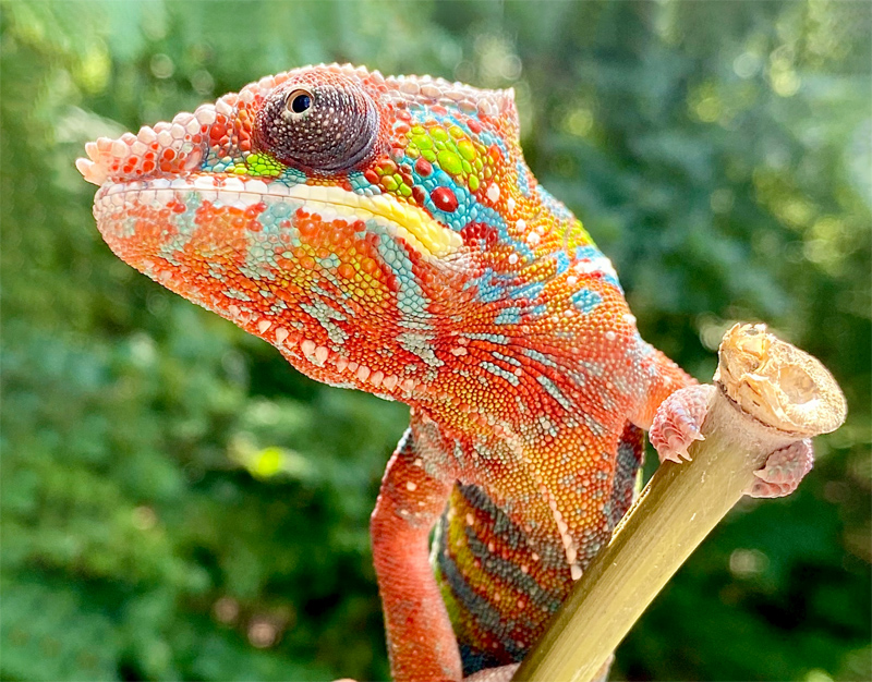 D5 - Panther Chameleon