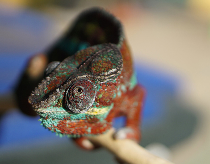 D6 - Panther Chameleon