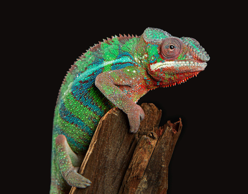 D7 - Panther Chameleon