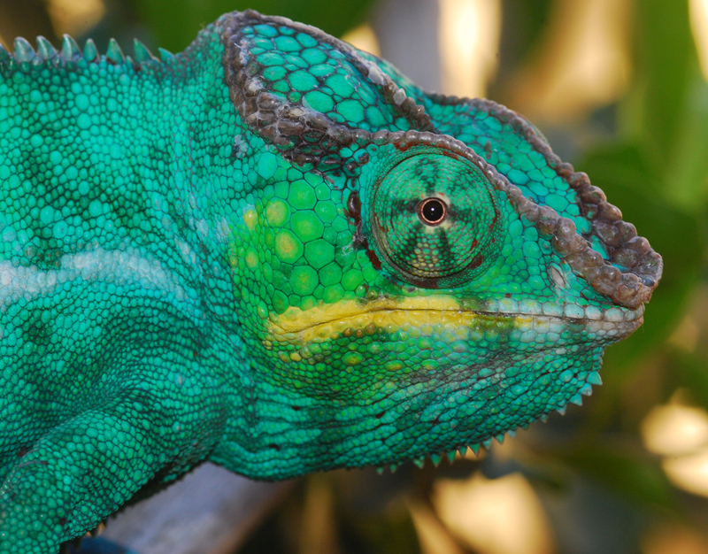 D8 - Panther Chameleon