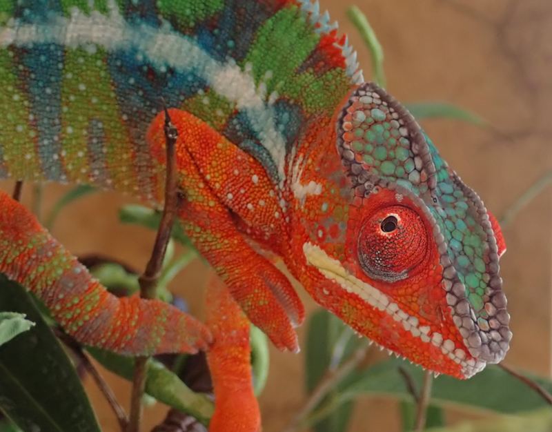 D9 - Panther Chameleon