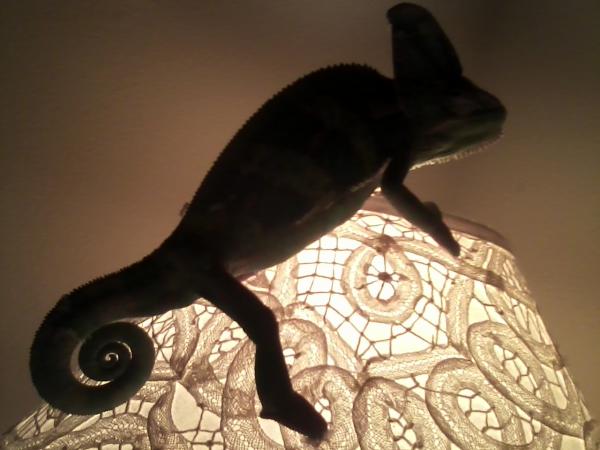 Del Sol on the lamp