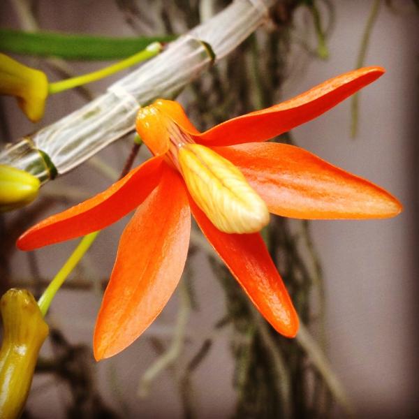 Dendrobium Unicum