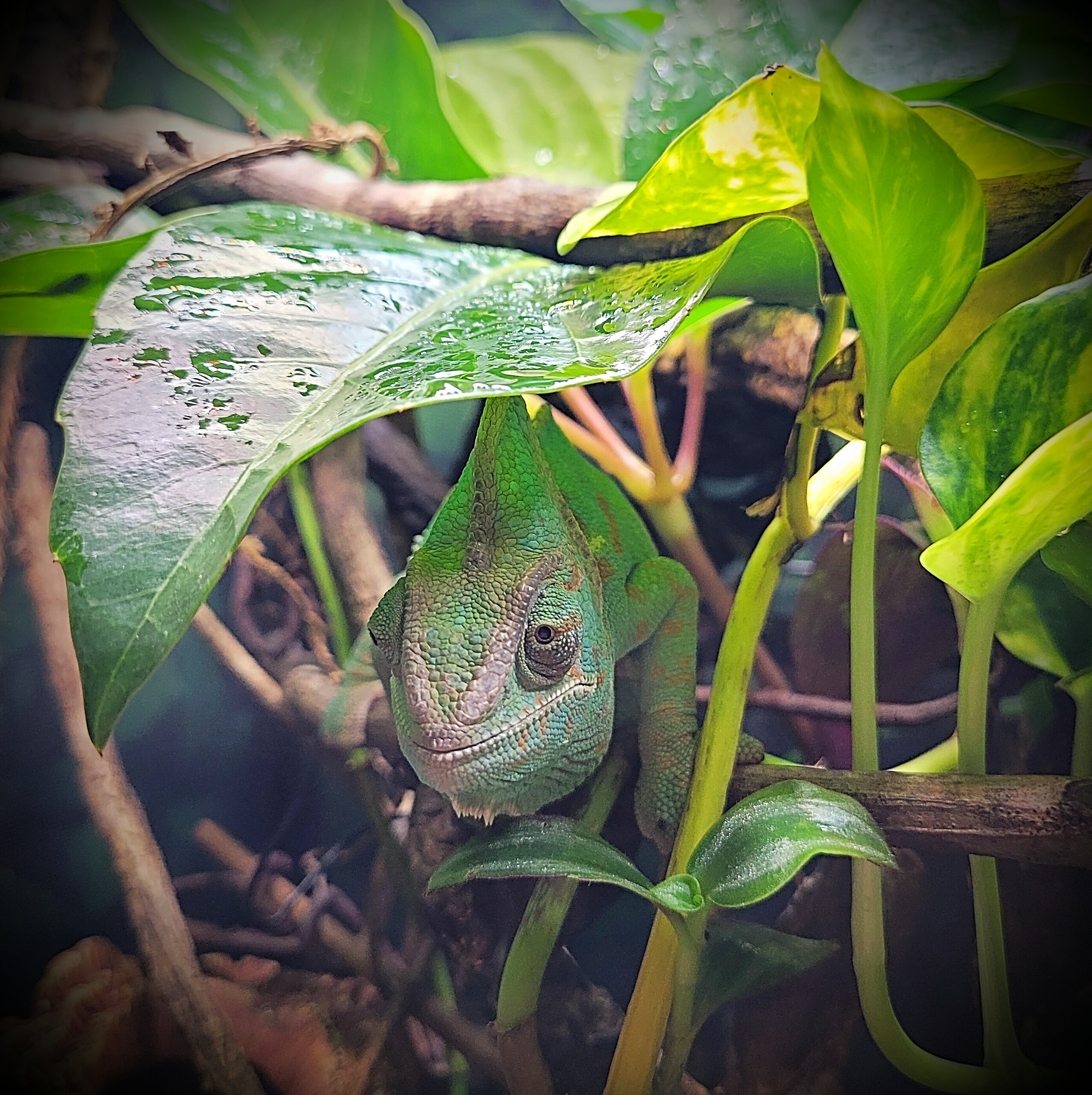 Derpy hiding under umbrella tree