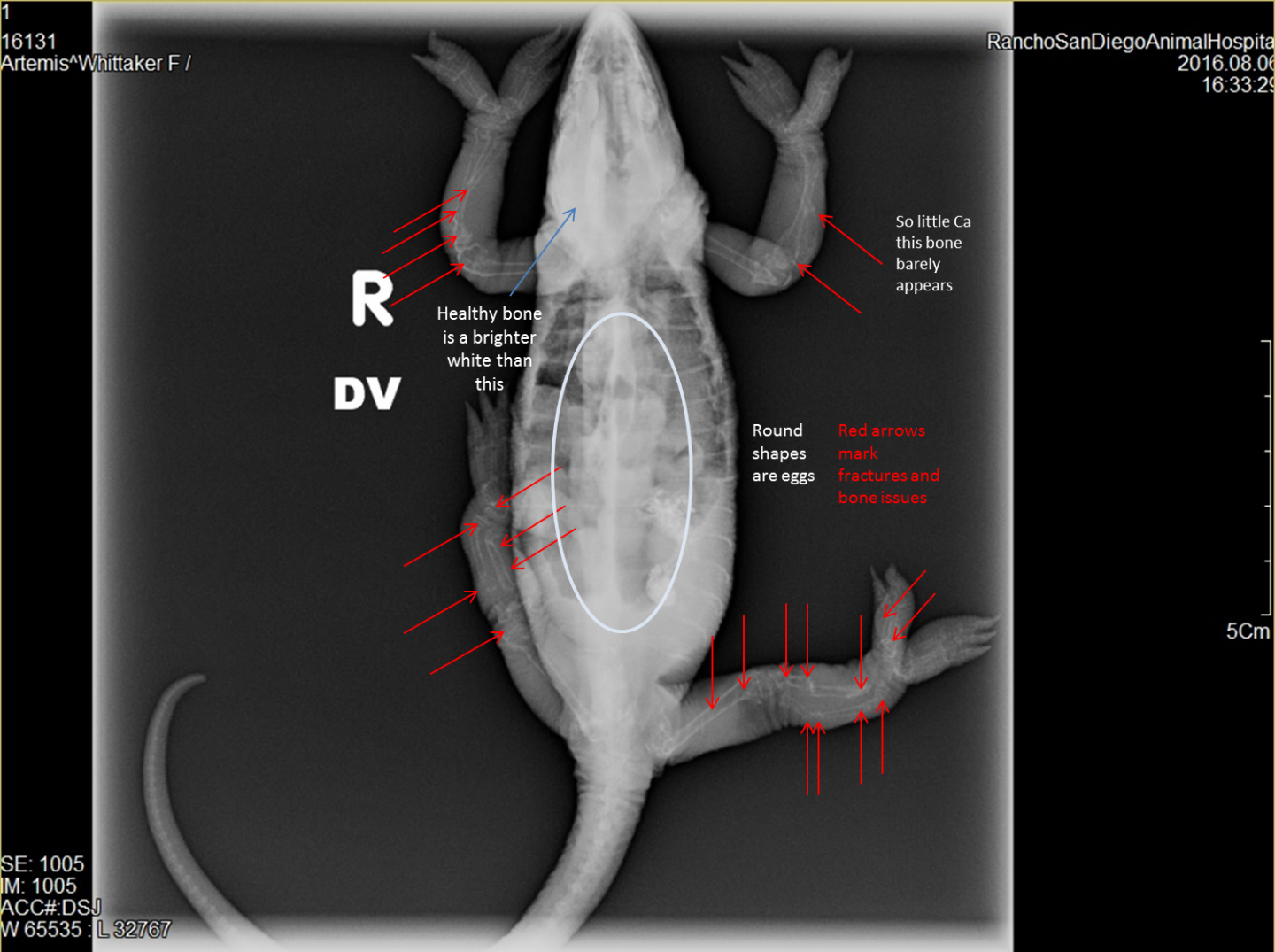 Dorsal X-Ray