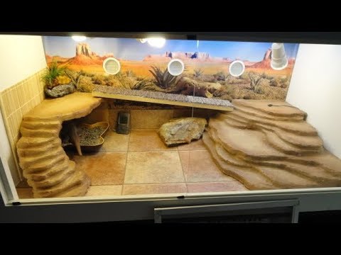 Bearded Dragon Habitat Needs The ShaP