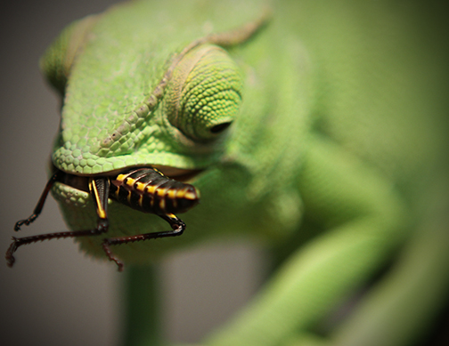 Drama enjoying a locust!