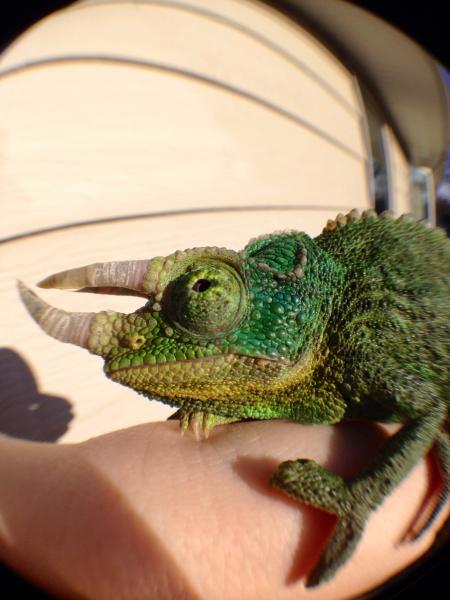 Easily the best chameleon ever. His personality is so sweet. He's always so so calm!