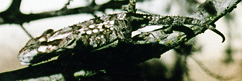 Eastern Cape Dwarf Chameleon Close-up