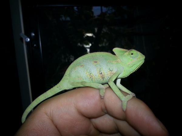 El Chameleo at 3 months