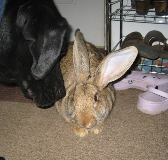 Emmett, Flemish Giant & Gracie Black Lab, Gracie thinks Emmett is her baby. Emmett is 15lbs!