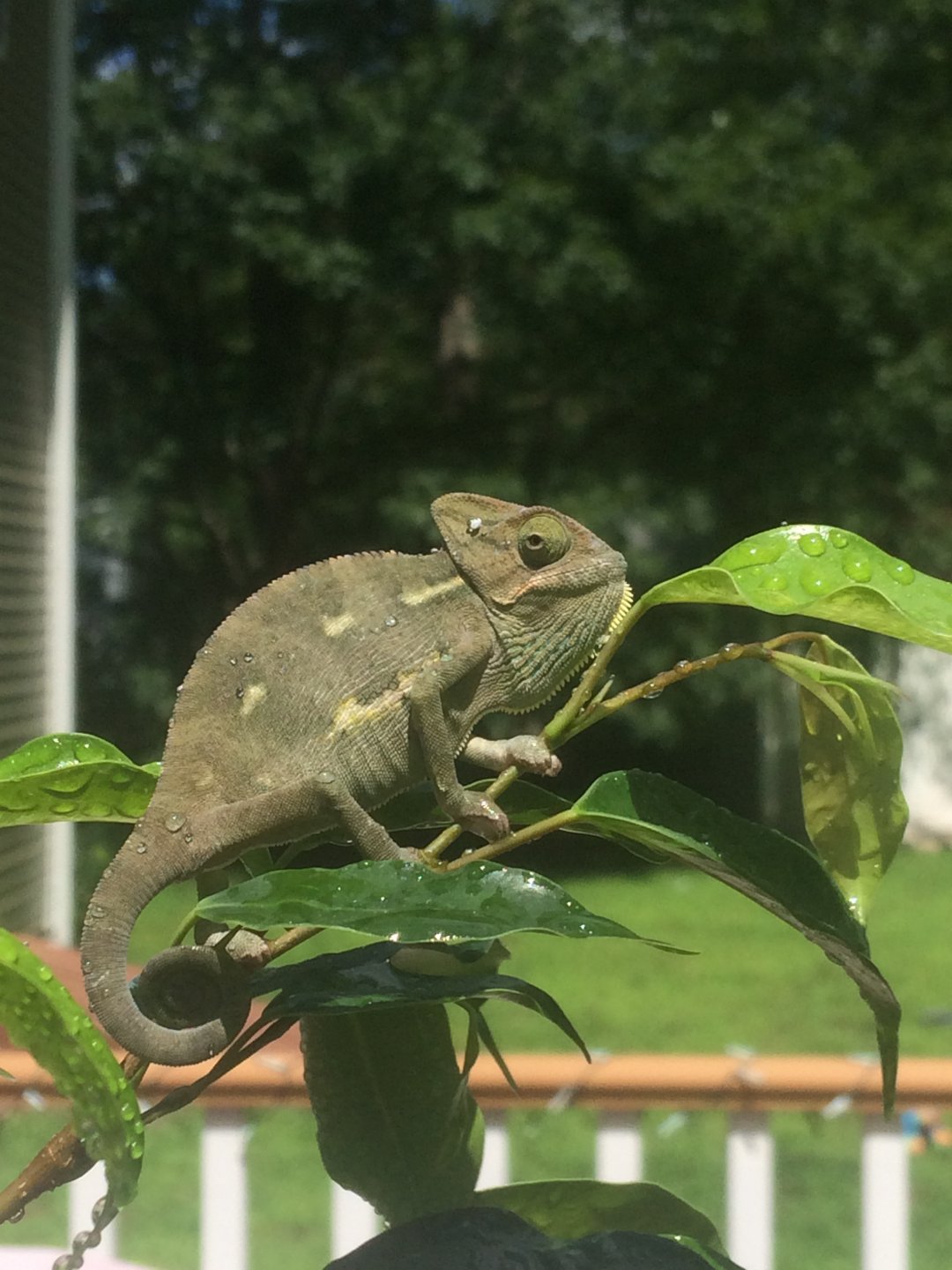 Enjoying the sun