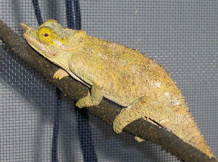 Enoki (female Werner's chameleon)