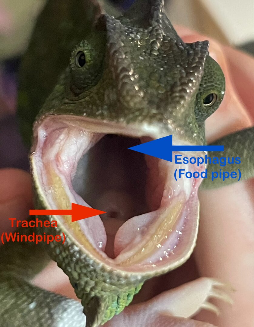 Esophagus vs the Trachea