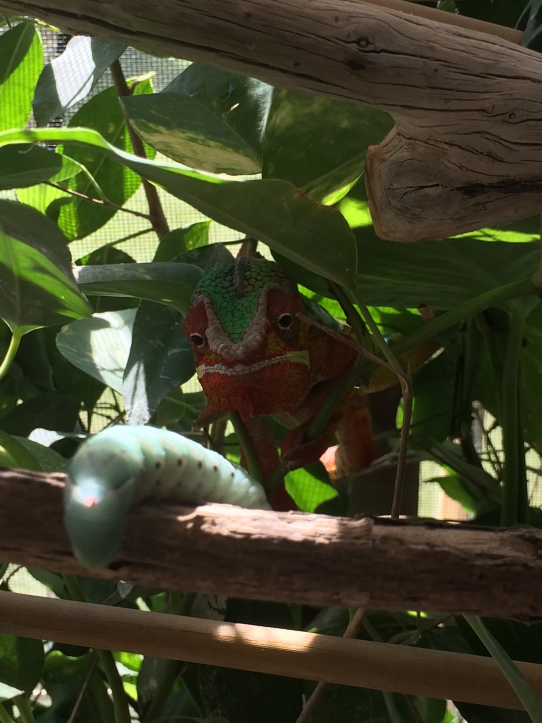 Eyeing a hornworm