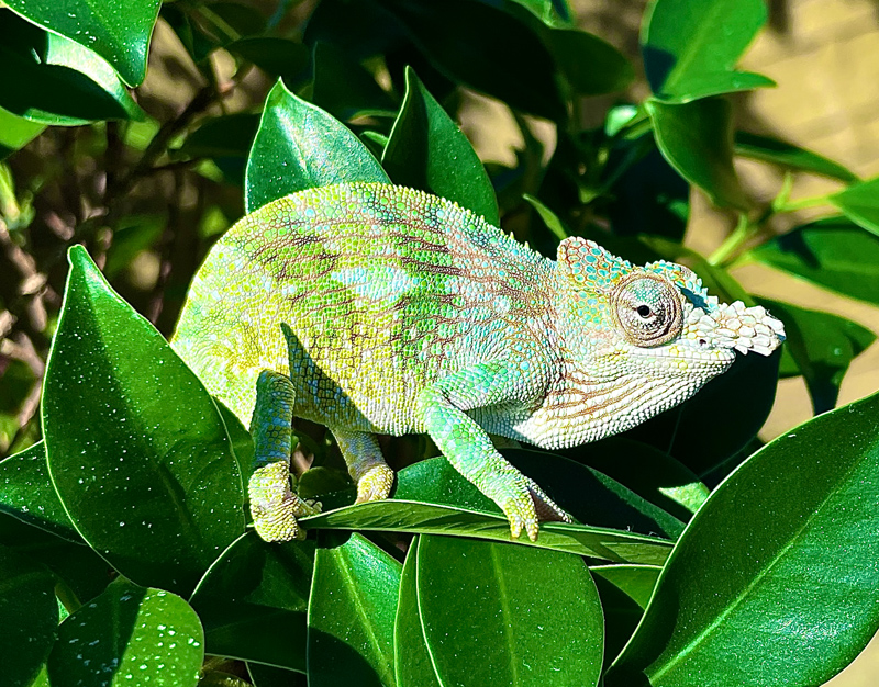 F5 - Chameleon