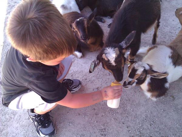 Feeding goats