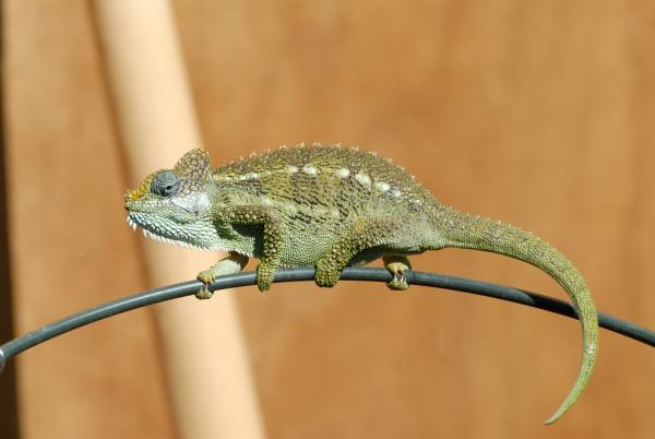 female 1 week after birth to 10