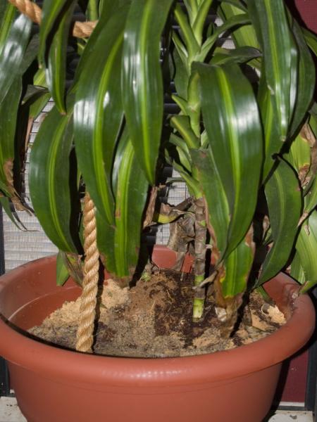 Female Cage Dracena 24x24x48 

Pot approximately 19x15

60lbs or so of sand and soil.