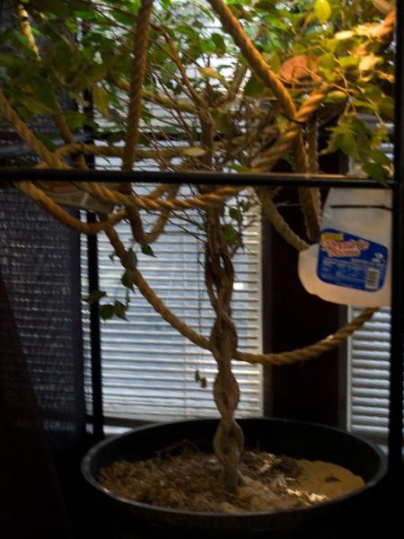 Female Cage Ficus 31x31x48

Pot approx 22x15

60-70 lbs of sand, soil and sphagnum moss.