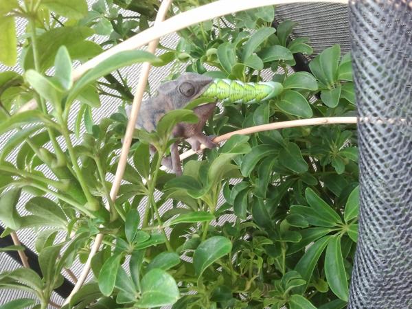 Female panther against giant hornworm