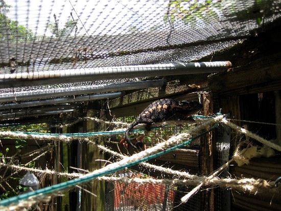 Female panther I call Jane because of the way she uses these ropes (vines) like her turnpike across the cage. These are sisal rope wrapped around wire