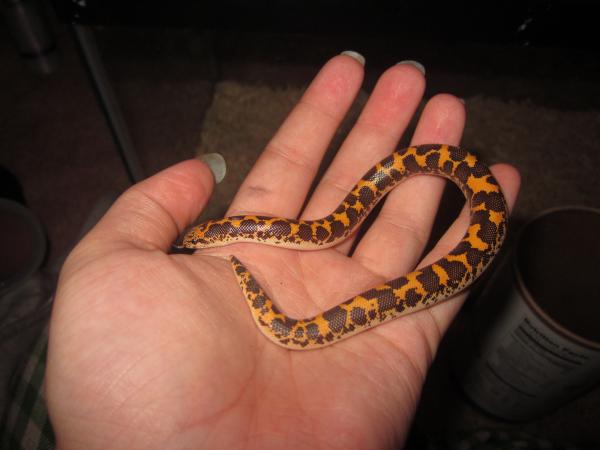 female sand boa!