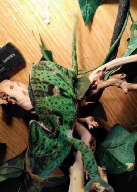 Female Veiled Chameleon