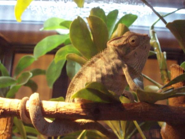 First moments in his new home.
Anger.
Fear. 
Excitement.

Awwwww, look at his little tail.