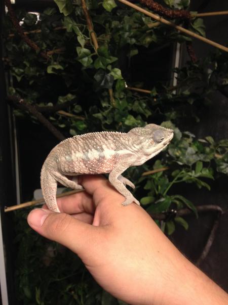 First night after his bath he seemed a bit brighter white and more happy in general. Very loving little dude. He weighs 42 grams in this picture! half