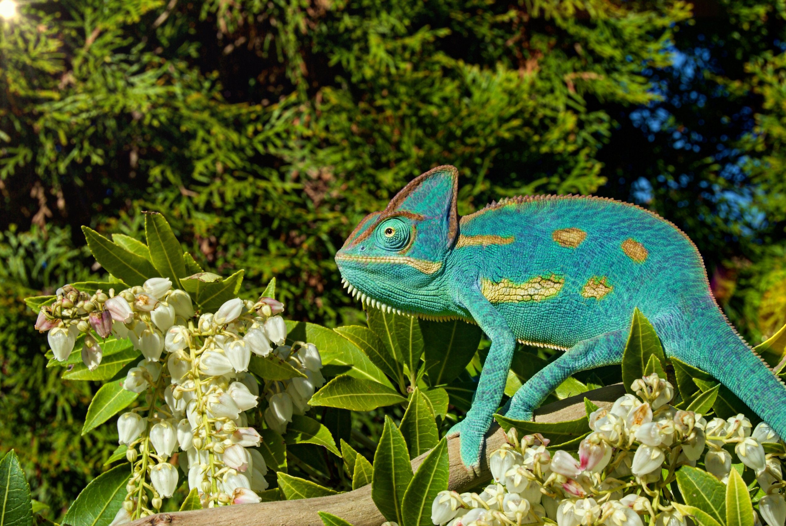 Flower Power Chameleon Forums