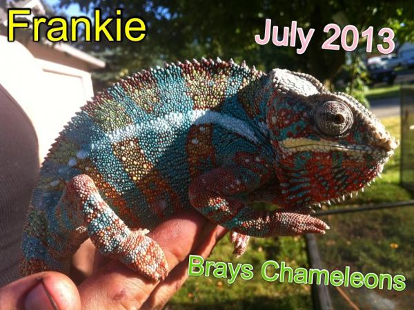 For sale! Blue barred ambilobe from epic chameleons Franklin senior is the sire