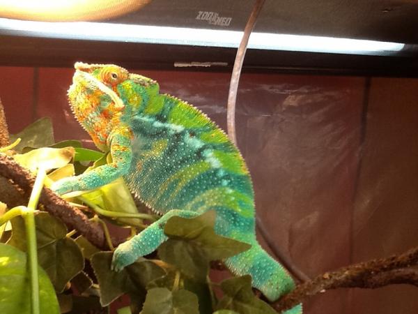 From kammers, came over night in a deli cup no worse for wear. He's a color morph. He is 3.